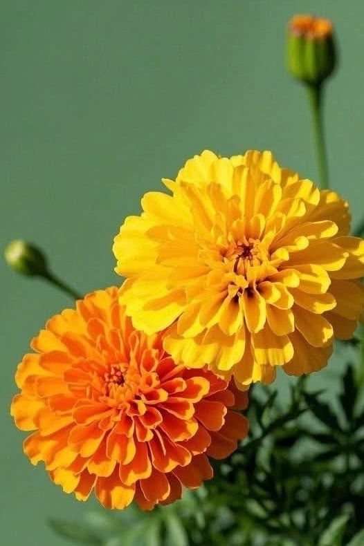 Fragancia Cempasúchil (50 ml)