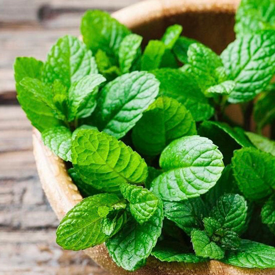 Fragancia Menta (50 ml)