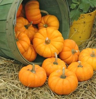 Fragancia Pumpkin para Vela (50ml)
