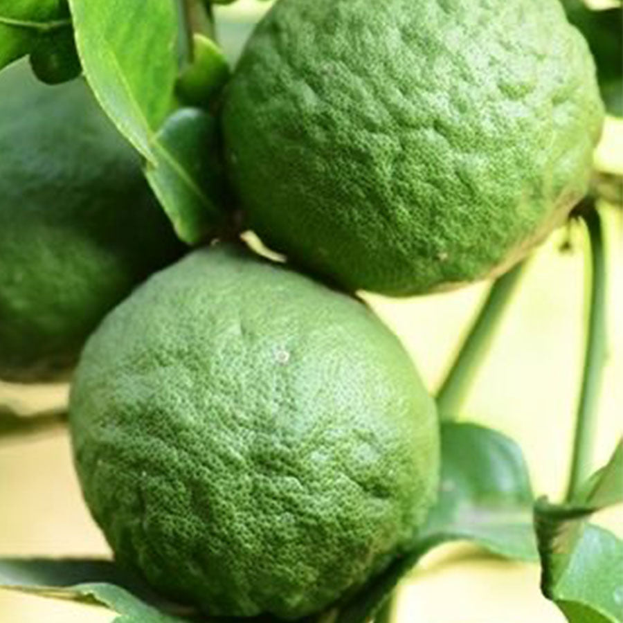 Fragancia Bergamota (15ml)