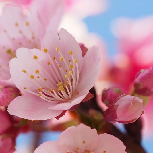 Fragancia Cherry Blossom (50 ml)