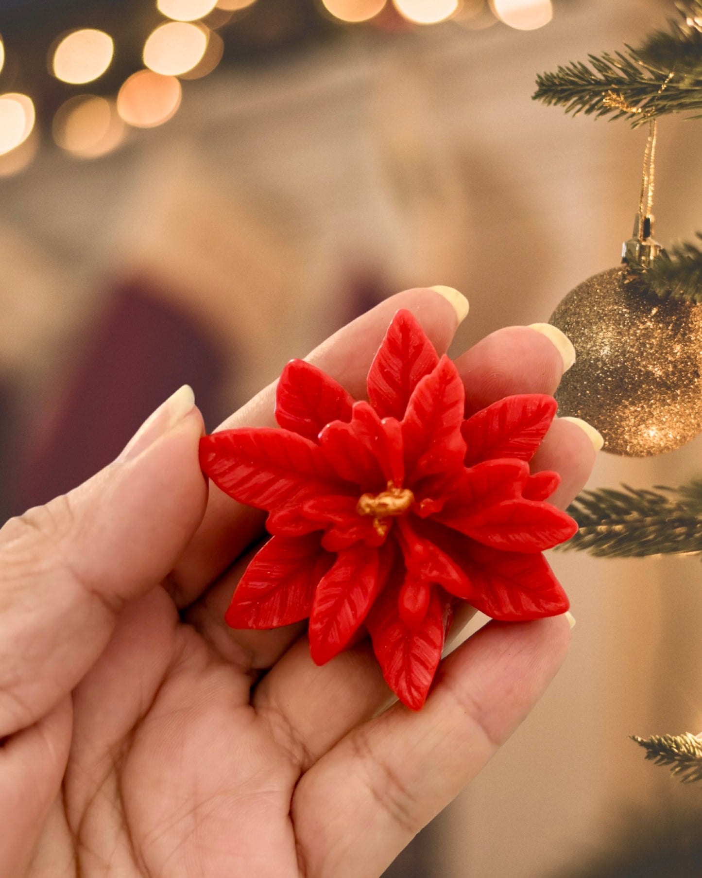 Flor de Nochebuena
