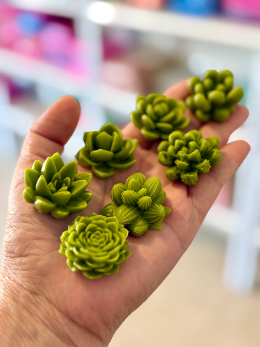 Suculentas mini