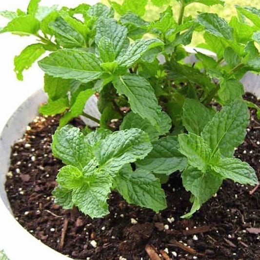 Fragancia Hierbabuena(50 ml)