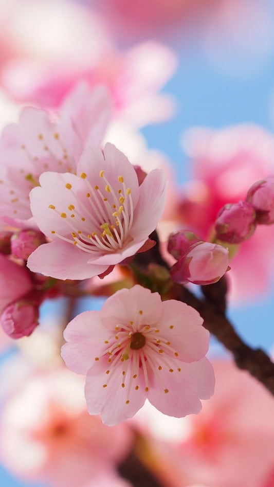Fragancia Cherry Blossom (50 ml)