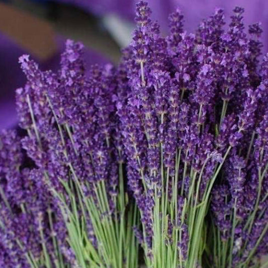 Fragancia Lavanda herbal  (50 ml)
