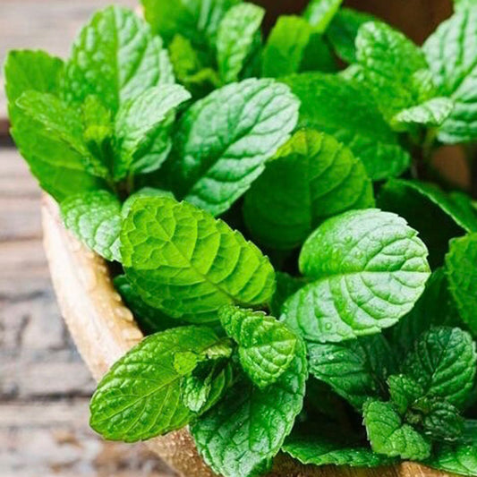 Fragancia Menta (15ml)