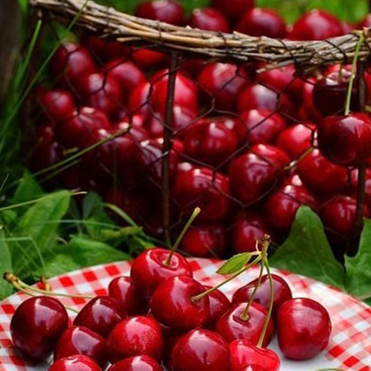 Fragancia Red Berries & Pine   (50 ml)