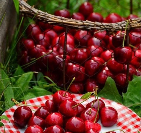 Fragancia Red Berries & Pine   (50 ml)